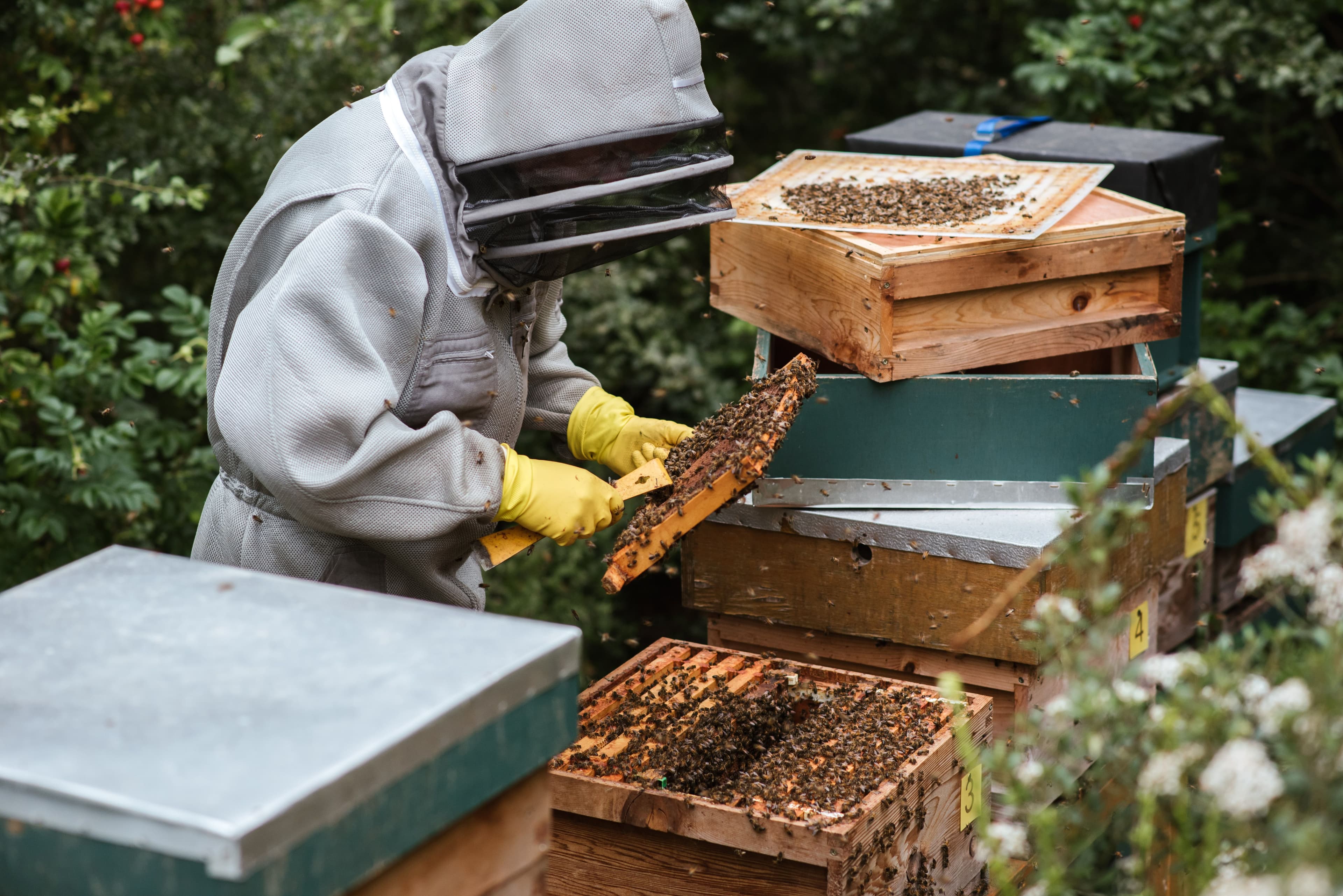 A beekeeper in protective gear harvesting honey, holding a honeycomb frame covered in bees